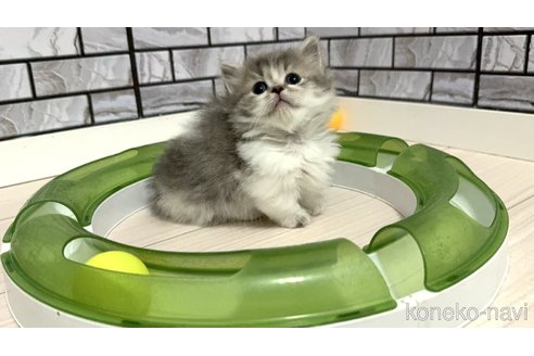 販売中の福岡県のマンチカン(短足)-118794の5枚目