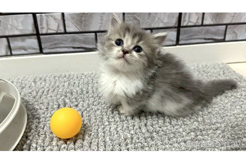 販売中の福岡県のマンチカン(短足)-118794