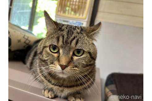 販売中の静岡県のマンチカン(短足)-118796の2枚目