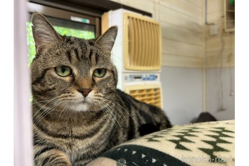 販売中の静岡県のマンチカン(短足)-118796の4枚目