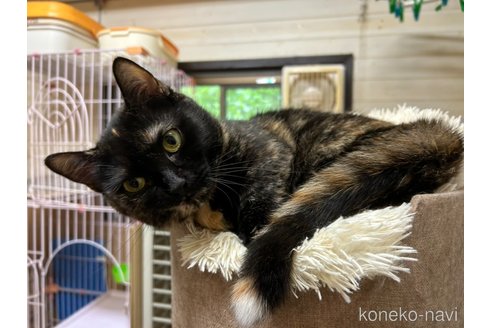 販売中の静岡県のマンチカン(短足)-118797の3枚目