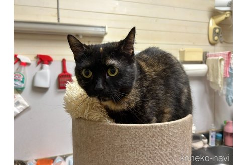販売中の静岡県のマンチカン(短足)-118797の7枚目