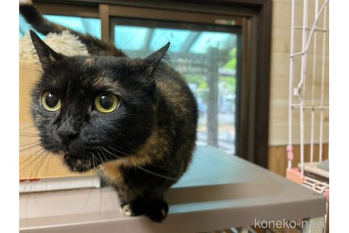 販売中の静岡県のマンチカン(短足)-118797の8枚目