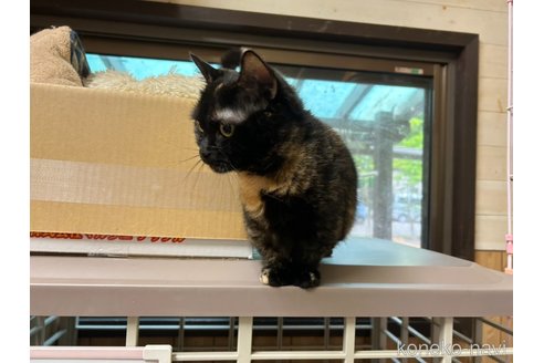 販売中の静岡県のマンチカン(短足)-118797の2枚目