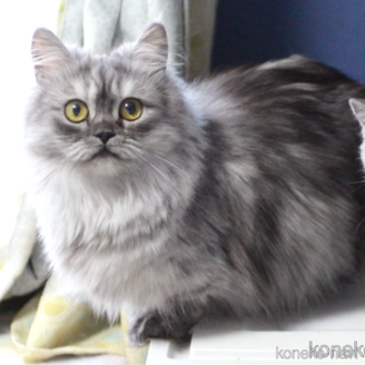 たんぽぽちゃん1枚目