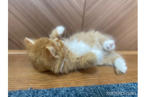販売中の千葉県のサイベリアン-116129の2枚目