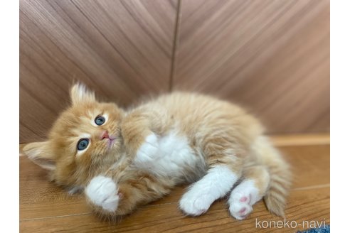 販売中の千葉県のサイベリアン-116129