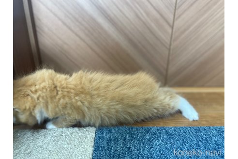 販売中の千葉県のサイベリアン-116129の4枚目
