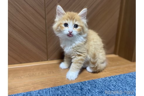 販売中の千葉県のサイベリアン-115327の3枚目