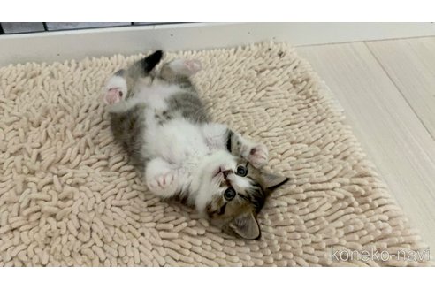販売中の福岡県のマンチカン-118807の5枚目
