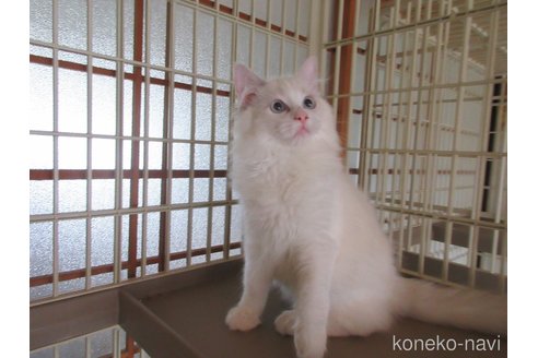 販売中の大分県のラグドール-112407の2枚目