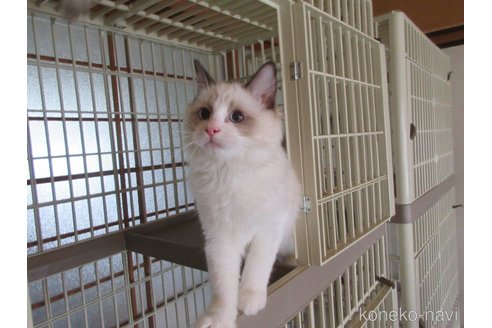 販売中の大分県のラグドール-111716の3枚目