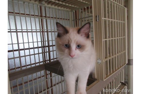 販売中の大分県のラグドール-111716の2枚目