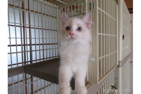 販売中の大分県のラグドール-111959の4枚目
