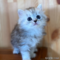 オンライン見学