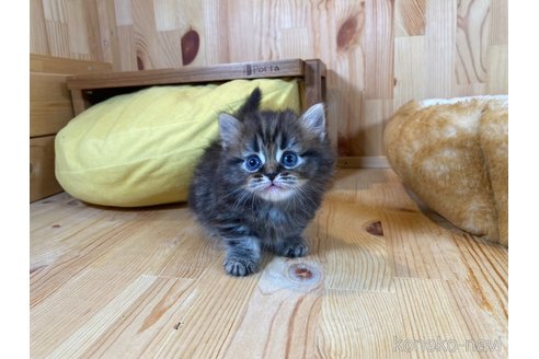 販売中の長野県のミヌエット(短足)-118817の3枚目
