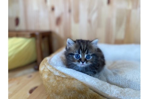 販売中の長野県のミヌエット(短足)-118817の2枚目