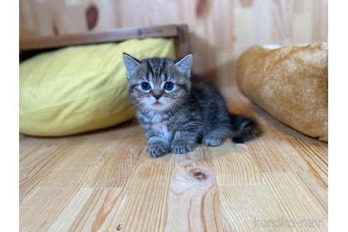 販売中の長野県のミヌエット(短足)-118819の5枚目