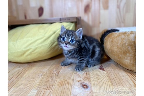 販売中の長野県のミヌエット-118820の3枚目