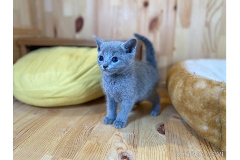 販売中の長野県のロシアンブルー-118823の3枚目