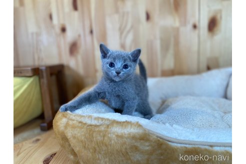 販売中の長野県のロシアンブルー-118823の7枚目