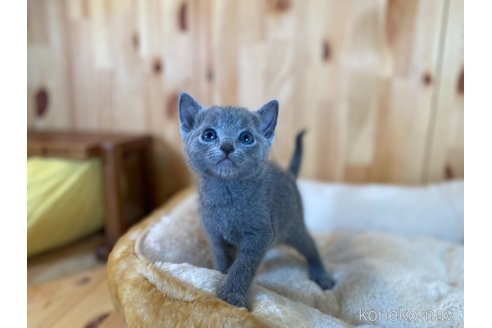 販売中の長野県のロシアンブルー-118825の3枚目