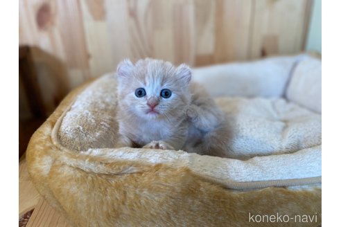 販売中の長野県のキンカロー-118827の3枚目