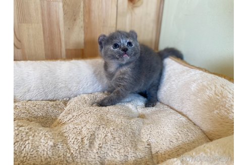 販売中の長野県のキンカロー-118830の3枚目