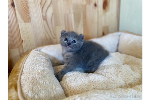 販売中の長野県のキンカロー-118830の4枚目