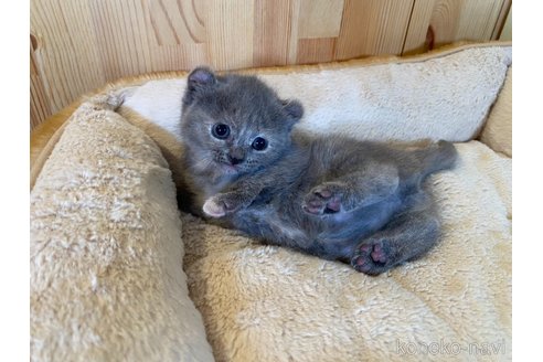 販売中の長野県のキンカロー-118830の2枚目