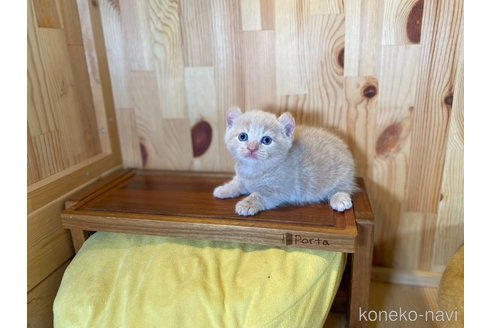 販売中の長野県のキンカロー-118834の7枚目
