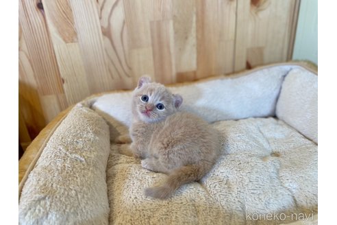 販売中の長野県のキンカロー-118834の5枚目