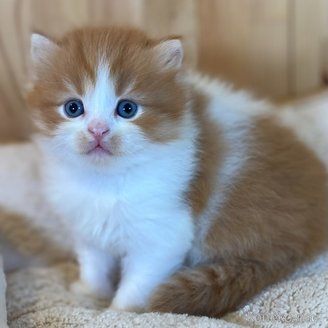 販売中の長野県のスコティッシュフォールド-118837