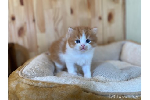 販売中の長野県のスコティッシュフォールド-118837の9枚目