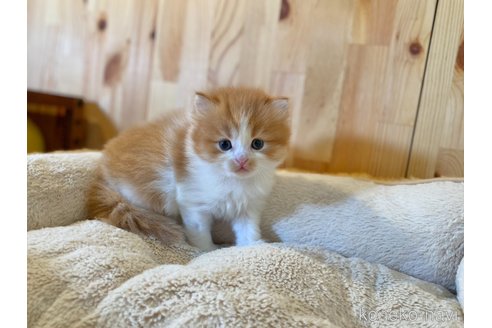 販売中の長野県のスコティッシュフォールド-118837の3枚目