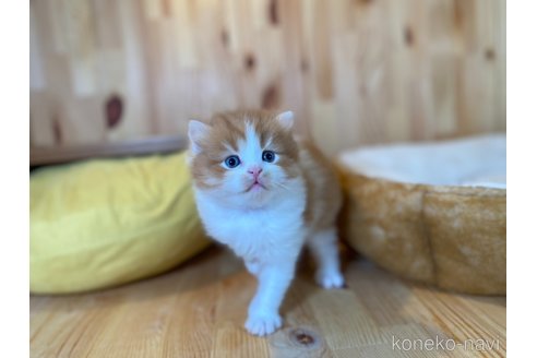 販売中の長野県のスコティッシュフォールド-118837の2枚目