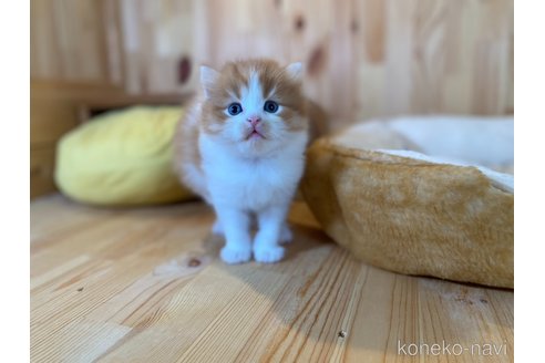 販売中の長野県のスコティッシュフォールド-118837の4枚目