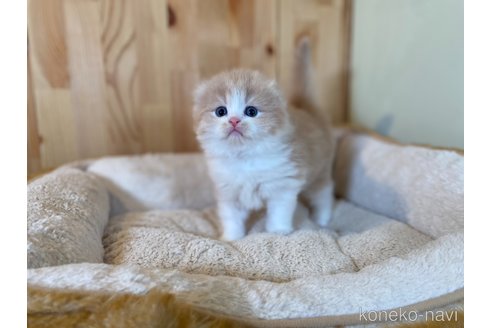 販売中の長野県のスコティッシュフォールド(折れ耳)-118839の3枚目