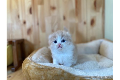 販売中の長野県のスコティッシュフォールド(折れ耳)-118839の5枚目