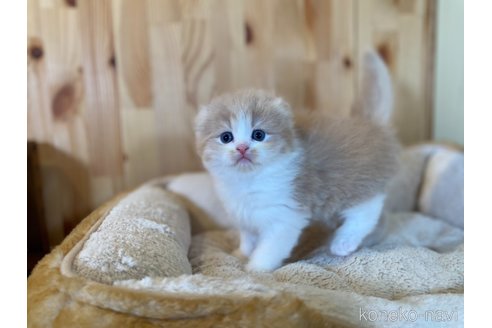 販売中の長野県のスコティッシュフォールド(折れ耳)-118839の7枚目