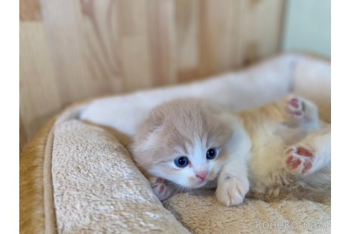 販売中の長野県のスコティッシュフォールド(折れ耳)-118839の8枚目