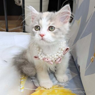 販売中の埼玉県のミヌエット-118840