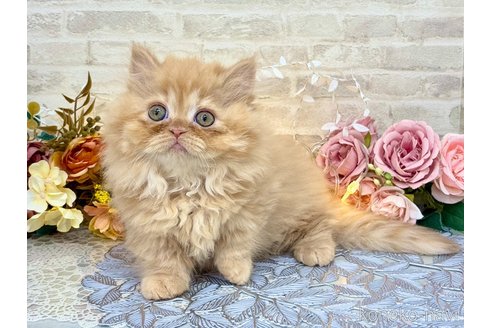 商談中の埼玉県のミヌエット(短足)-115174の3枚目