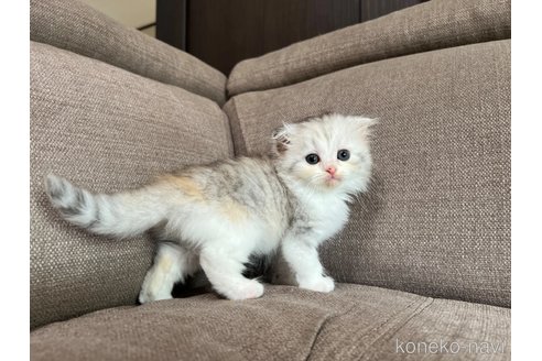 販売中の茨城県のスコティッシュフォールド(折れ耳)-118853の3枚目