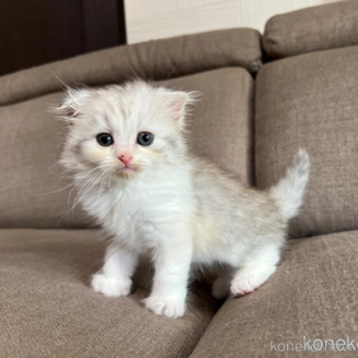 販売中の茨城県のスコティッシュフォールド(折れ耳)-118853