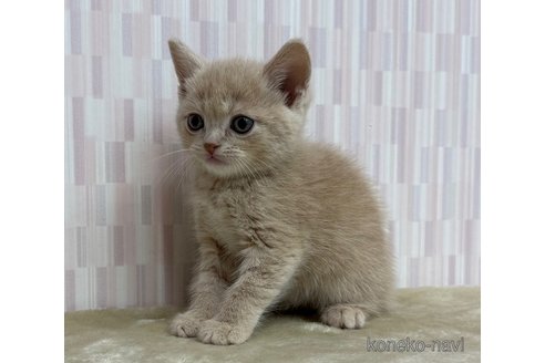 販売中の千葉県のスコティッシュフォールド-118860の3枚目