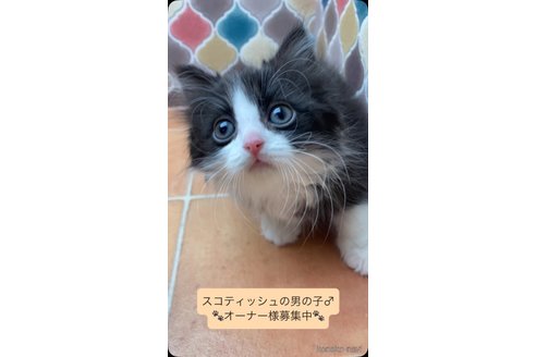商談中の愛知県のスコティッシュフォールド-118867の2枚目