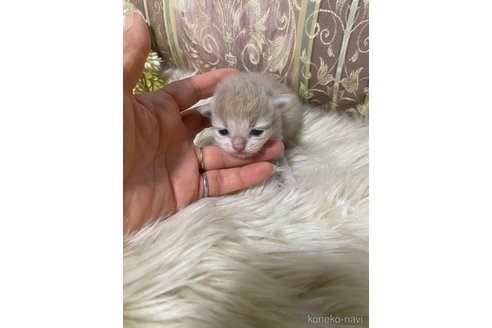販売中の兵庫県のミヌエット-118869の22枚目