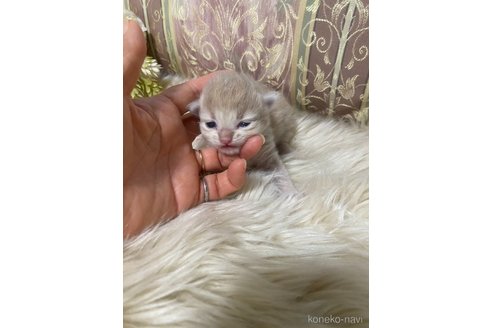 販売中の兵庫県のミヌエット-118869の20枚目