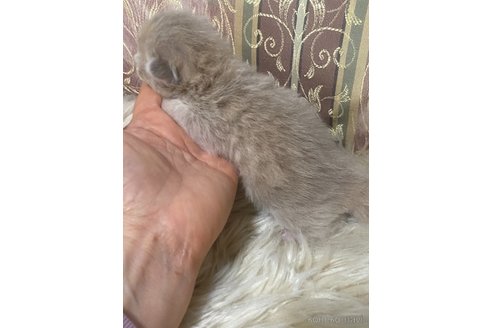 販売中の兵庫県のミヌエット-118869の15枚目